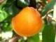 L Orange Amere à Saussan|104-78
