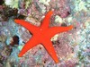 Aventure Sous Marine etoile de mer