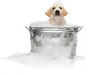 Toilettage canin Bordeaux|300-258