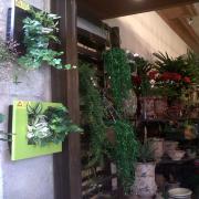 Livraison de fleurs a Uzes Livraison de fleurs a Uzes|499-499