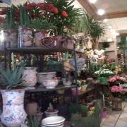 Livraison de fleurs a Uzes Livraison de fleurs a Uzes|499-499