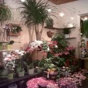 Livraison de fleurs a Uzes Livraison de fleurs a Uzes|499-499