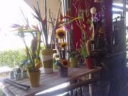 Fleuriste Jacou |240-180
