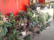 Fleuriste Jacou |240-180