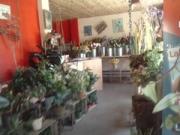 Fleuriste Jacou |240-180