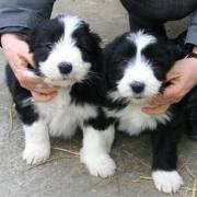 Élevage chiens Calvados|499-499
