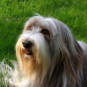 Élevage chiens Calvados|499-499