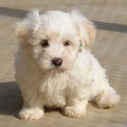Élevage chiens Calvados|499-499