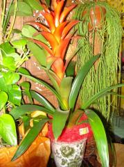 fleuriste sarrians fleuriste sarrians|374-499