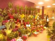 Fleuriste Gardanne Fleuriste Gardanne|499-374