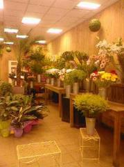Fleuriste Gardanne Fleuriste Gardanne|374-499