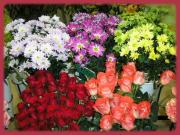 fleuriste quissac|490-368