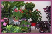 fleuriste quissac fleuriste quissac|490-325