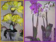 fleuriste quissac fleuriste quissac|490-368