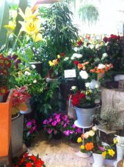 Fleuriste créateur Arles|373-499