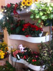 Fleuriste créateur Arles|373-499
