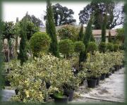 pepinieres boisseron|490-407