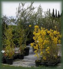 pepinieres boisseron|445-487