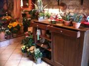 fleuriste pérols |490-368