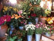 fleuriste pérols fleuriste pérols |490-368