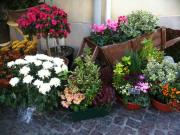 fleuriste pérols fleuriste pérols |490-368