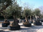 pépinières lunel pépinières lunel|490-368