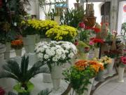 fleuriste pignan|490-368