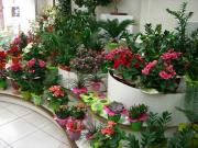 fleuriste pignan|490-368