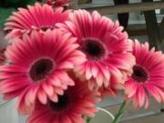 fleuriste pignan|490-368
