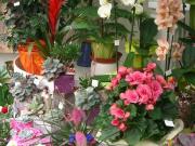 fleuriste pignan|490-368