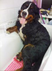 Toiletteur canin Strasbourg|364-499