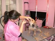 Toiletteur canin Strasbourg|499-374