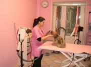 Toiletteur canin Strasbourg|499-374