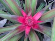 Séjour bien être Kerala|499-374